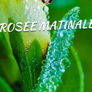 Rosée matinal (Copie)